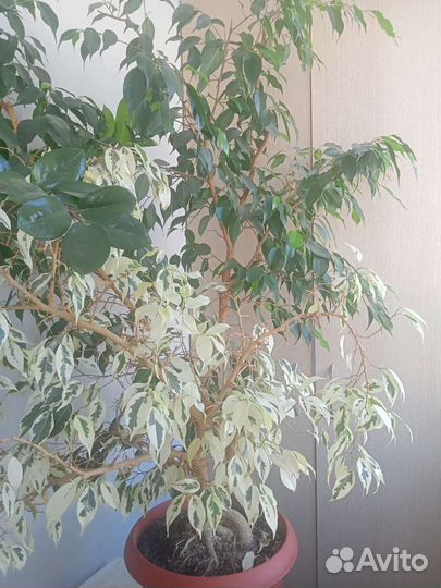 Бенджамина