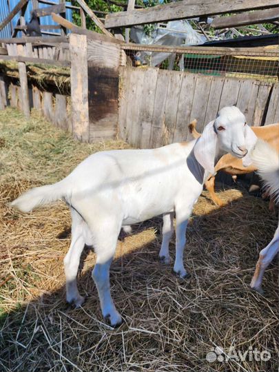 Нубийский козлик