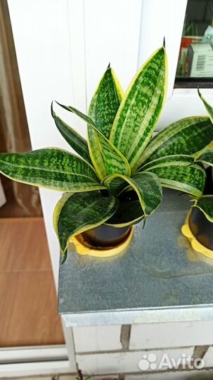 Сансевиерия Голден Ханни Щучий хвост