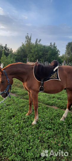 Обучение верховой езде. Прогулки. Фотосессии