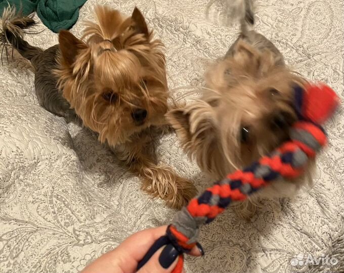 Игрушки для собак, канатики