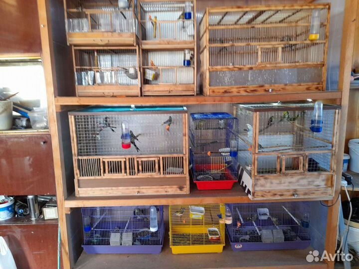 Лесные птицы