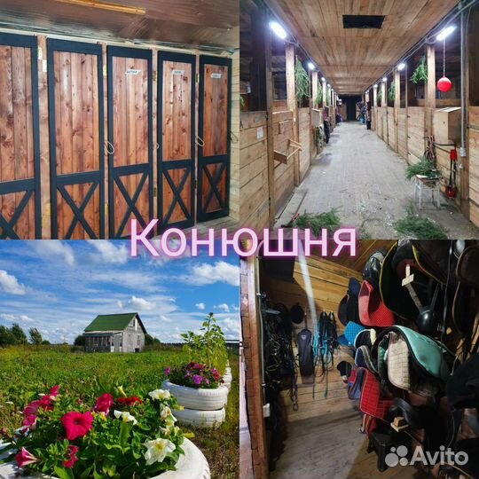 Постой лошадей в спб