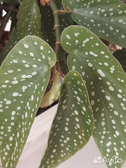 Бегония кейн