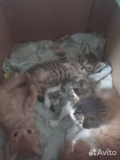 Котята в добрые руки мальчики