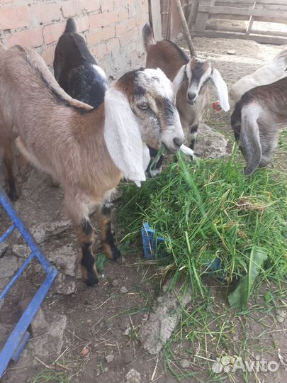 Коза нубийская