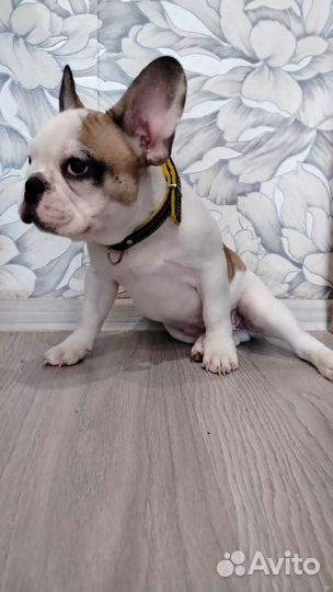 Французские булочки