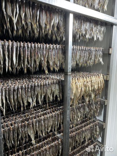 Экспортная вобла