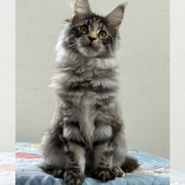 Мейн-кун котёнок