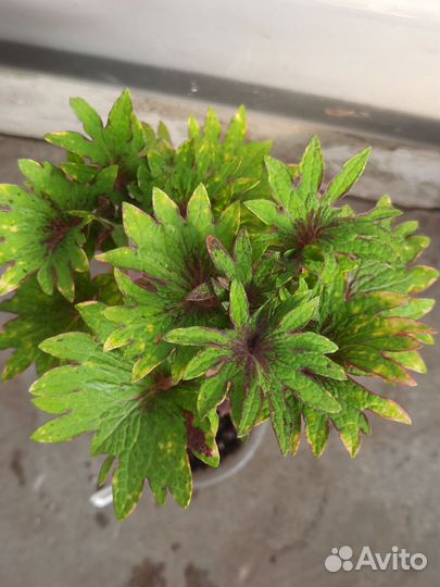 Колеусы, часть 3