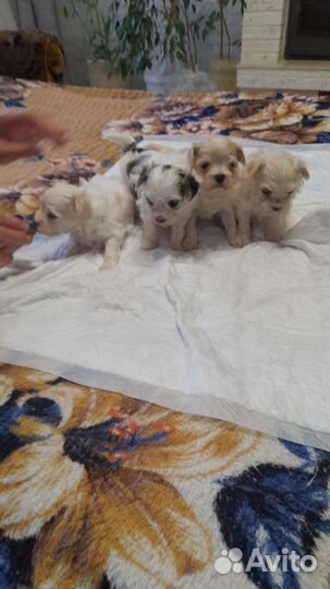 Мальтийская болонка