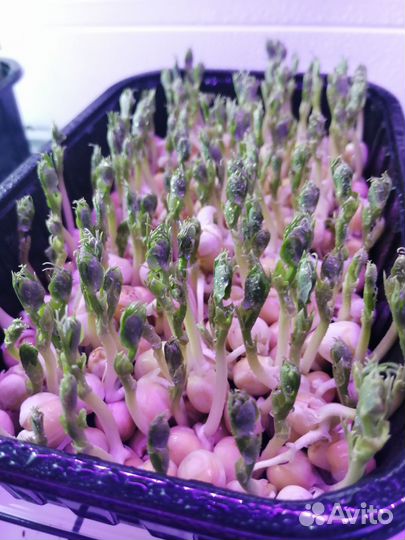 Микрозелень горох