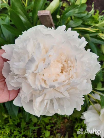 Деленки пионов