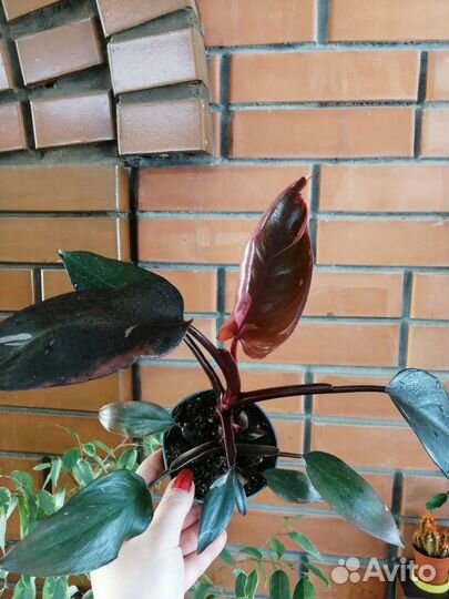 Филодендрон розовая принцесса