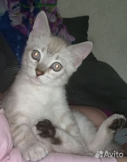 Бенгальский котёнок