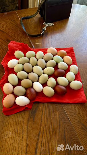 Яйцо инкубационное кур, гусей, уток, индюшек