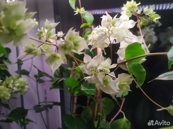 Бугенвиллии