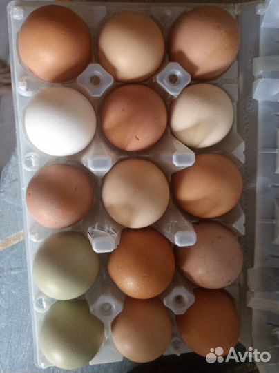 Инкубационное яйцо кур