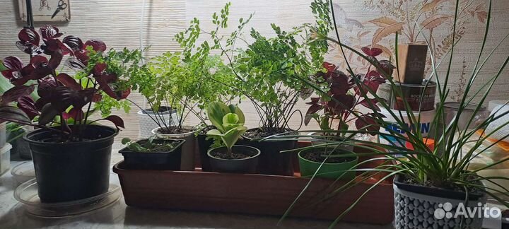 Комнатные растения