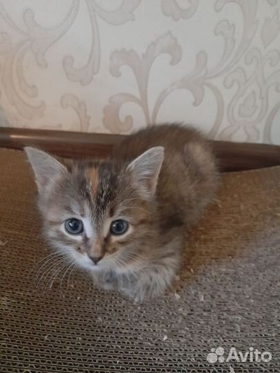 Кошка в дар бесплатно