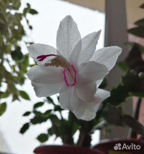 Декабрист шлюмбергера белый