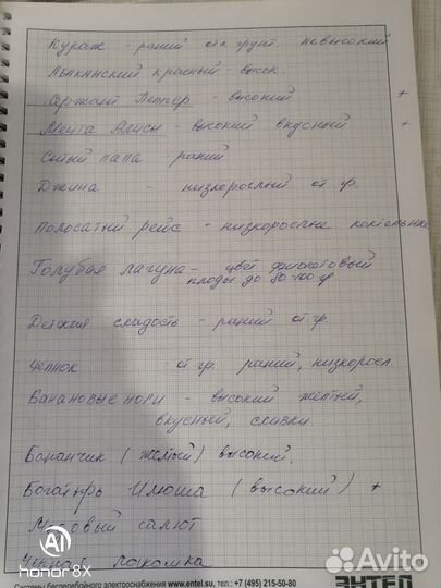 Семена колекционных томатов