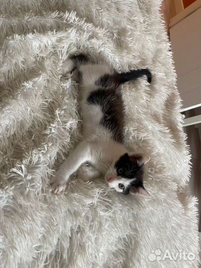 Кошка в дар