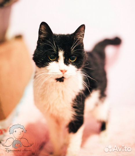 Кошки приюта ищут дом