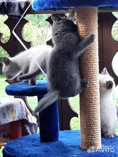 Милые добрые котята