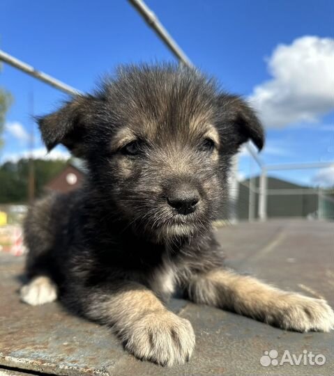 Щенок в добрые руки бесплатно