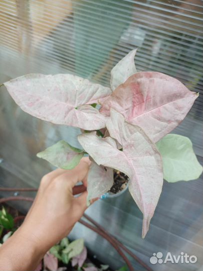 Сингониумы и другие декоративнолиственные