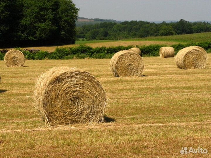 Сено в рулонах 2023
