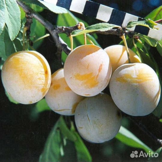 Саженцы сливы / алыча оптом Октобер Сан