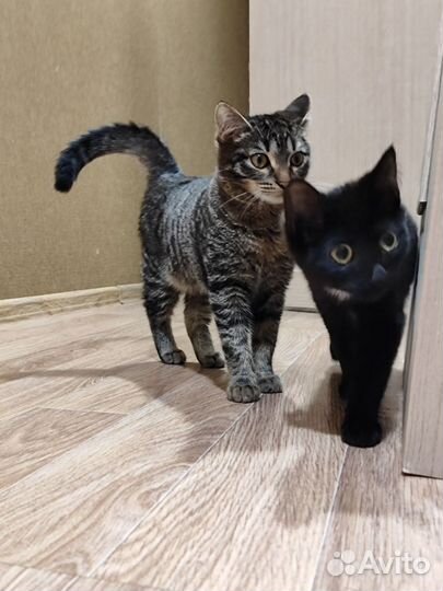 Отдам котят