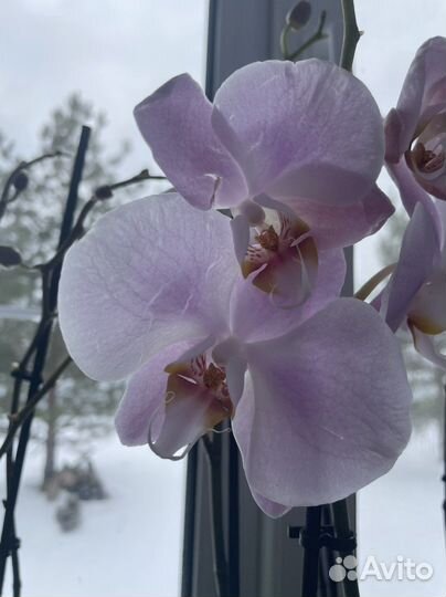 Орхидея фаленопсис