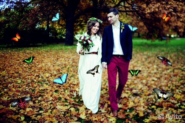 Салют из Живых Тропических Бабочек с/б-9