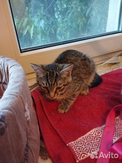 Маленькая кошечка