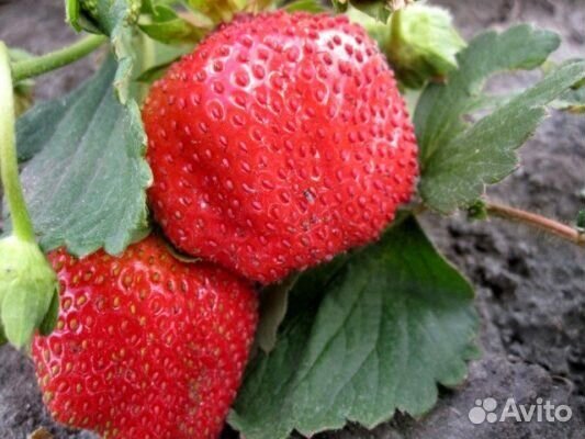 Рассада крупноплодный клубники