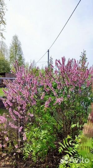 Миндаль декоративный