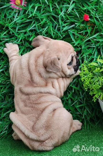 Французский бульдог