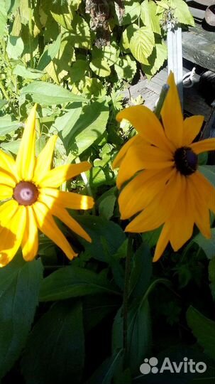 Рудбекия, флоксы