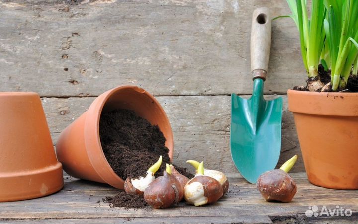 Луковица тюльпанов оптом 12;14+для выгонки