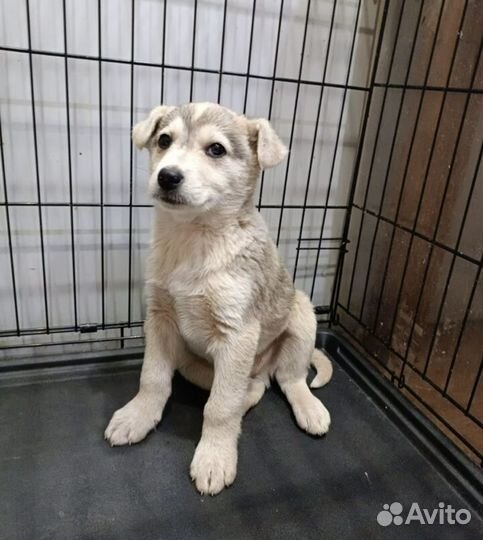 Щенок мальчик 3 мес