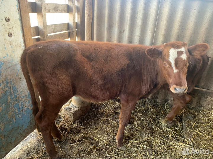 Телка бычок телята