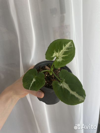 Сингониум вендланда