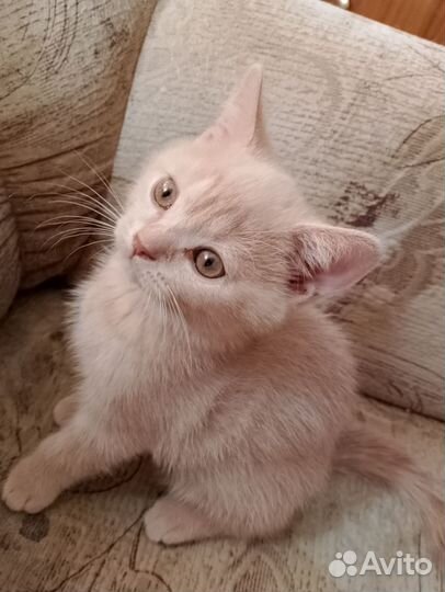 Кремовый котенок