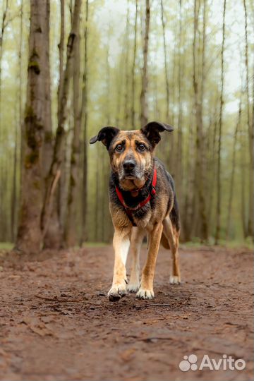 Романтичная особа ищет хозяина-мечтателя