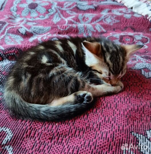 Котята в дар