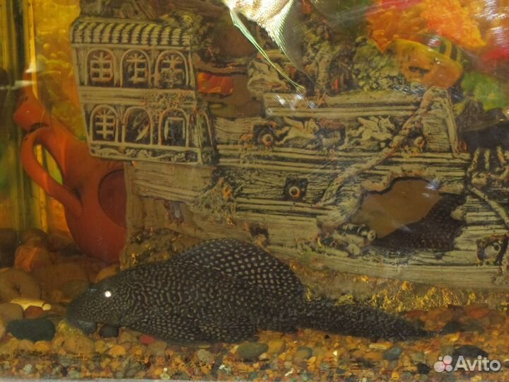 Сом парчовый (птеригоплихт)