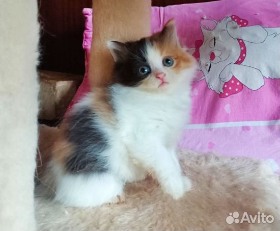 Красивая девочка